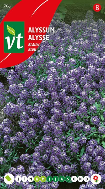 Alyssum blauw - Blauwe bodembedekker, eenvoudig te kweken en bloeit de hele zomer