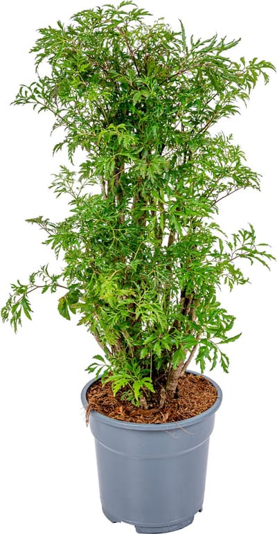 Bloomique - Polyscias Fruticosa - Aralia - Kamerplanten - Luchtzuiverend - Diervriendelijk - Kamerplanten - Hoogte 50-70 cm - Pot 17 cm