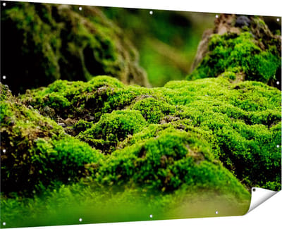 Gards Tuinposter Groen Mos - 180x120 cm - Tuindoek - Tuindecoratie - Wanddecoratie buiten - Tuinschilderij