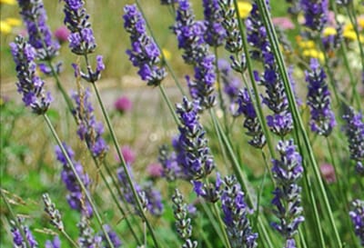 2 x Lavandula int. 'Grosso' - Lavandin, Lavendel In pot 2 liter