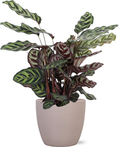 Calathea Makoyana Ø21cm - 70cm in Boule TAUPE pot