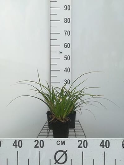 6x Zegge - Carex morr. 'Variegata' | 9x9 cm pot