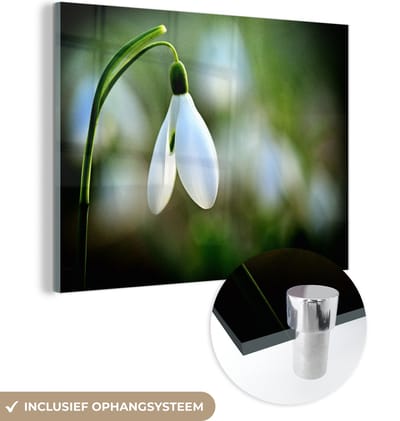 ® Glasschilderij 160x120 cm - Schilderij acrylglas - Een enkel sneeuwklokje - Foto op glas - Muurdecoratie woonkamer - Wanddecoratie slaapkamer - Schilderijen