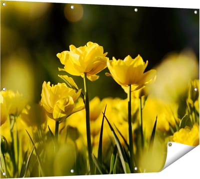 Gards Tuinposter Gele Tulpen - Bloemen - 120x90 cm - Tuindoek - Tuindecoratie - Wanddecoratie buiten - Tuinschilderij