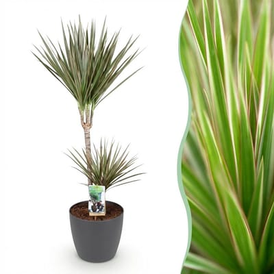 Plantenboetiek.nl | Dracaena Marginata Bicolor - Drakenbloedboom - Weinig onderhoud - Groen - met Potter Grijs - Ø21cm - 90-100cm hoog - Kamerplant - Arrangement - Plant met pot