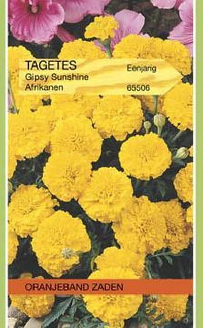 Oranjebandzaden -  Tagetes, Afrikaan Gypsy Sunshine