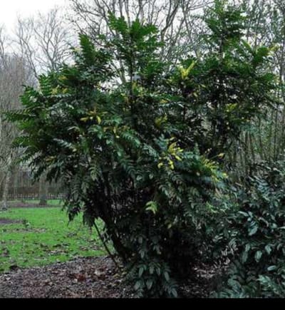 Mahonia media 'Winter Sun' - Mahoniestruik, Druifstruik 60- 80 cm in pot
