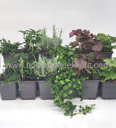 24x (stuks) Tuinplanten mix - 9cm pot - 12x 2 stuks in de mix - Bodembedekkers - Visuele mooie tuinplanten - Bodembedekker - Vaste plant - Tuinplant - Winterhard - Groenblijvend - Groen