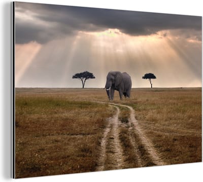 Aluminium schilderij 180x120 cm - Wanddecoratie metaal - Olifant in het Masai Mara National Park in Kenia - Metalen muurdecoratie woonkamer - Decoratie industrieel - Foto op dibond - Industriële accessoires slaapkamer