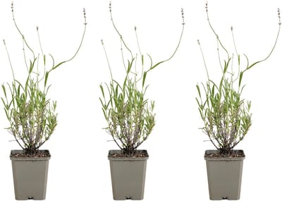Bloomique - Set van 3 - Lavandula Munstead - Echte Lavendel - Winterhard - Geurend - Vaste Plant - 10-20cm Hoog - Pot 9cm