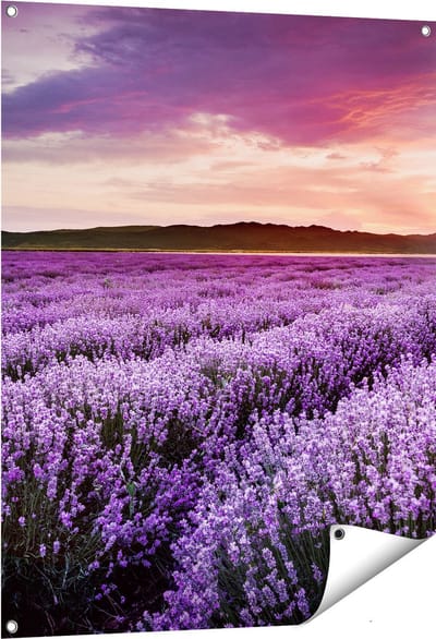 Gards Tuinposter Bloemenveld met Paarse Lavendel - Bloemen - 80x100 cm - Tuindoek - Tuindecoratie - Wanddecoratie buiten - Tuinschilderij