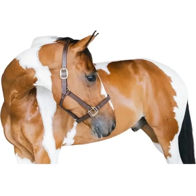 Kentucky Horsewear - Leder halster Wellington bruin cob