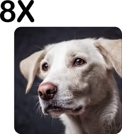 Luxe Placemat - Witte Hond met Donkere Achtergrond - Set van 8 Placemats - 50x50 cm - 2 mm dik Vinyl - Anti Slip - Afneembaar