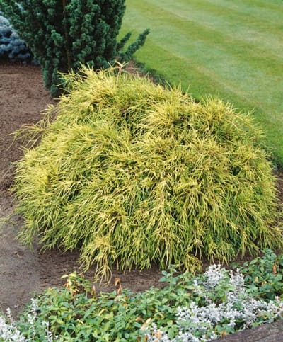 Plants Online - Haagplanten - Coniferen - Tuinplanten - Sier coniferen - Set van 1 - Chamaecyparis pisifera 'Sungold' - 3 liter pot - Plant 25-30 cm