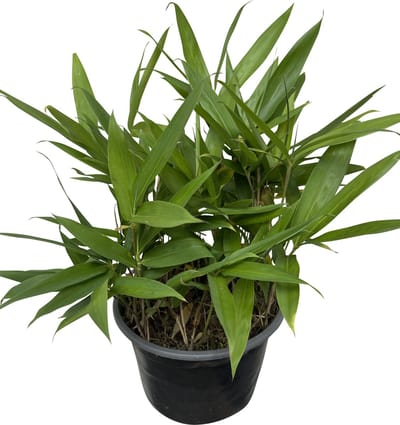 1 x Sasa tsuboiana Grofbladige Babmoe in C2 liter pot - 15 cm hoog