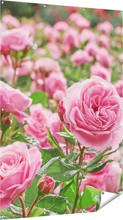 Gards Tuinposter Roze Rozen Bloemenveld - 120x180 cm - Tuindoek - Tuindecoratie - Wanddecoratie buiten - Tuinschilderij