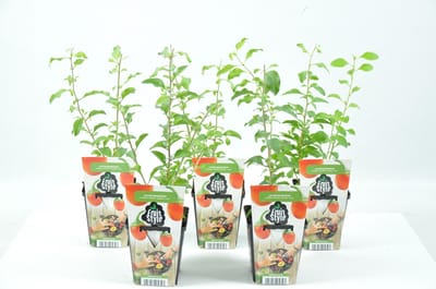 Mini Fruitplanten - set van 5 stuks 'Lycium Barbarum' (Rode Boksdoorn) - hoogte 30-40 cm