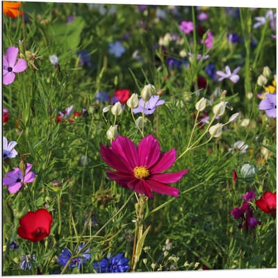 Dibond - Velt met Bloemen in alle Kleuren  - 80x80cm Foto op Aluminium (Met Ophangsysteem)
