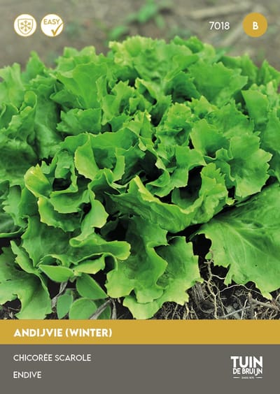 Tuin de Bruijn® zaden - Andijvie - winterandijvie, breedbladig - 1,2 gram zaden