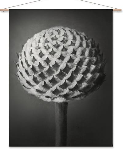Wanddoek Kleine kaardebol - Karl Blossfeldt (zonder houten stokken)