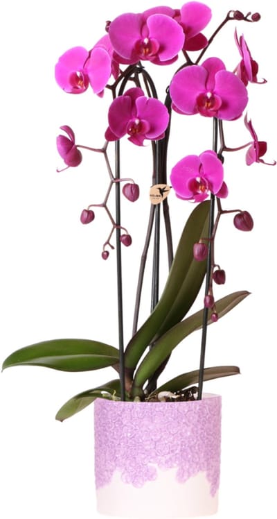 Kolibri Orchids | Paarse Freeride Niagara Falls orchidee + Bloom sierpot– potmaat Ø12cm | bloeiende kamerplant – vers van de kweker
