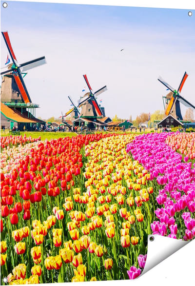 Gards Tuinposter Kleurrijke Tulpen Bloemenveld - Windmolen - 80x100 cm - Tuindoek - Tuindecoratie - Wanddecoratie buiten - Tuinschilderij