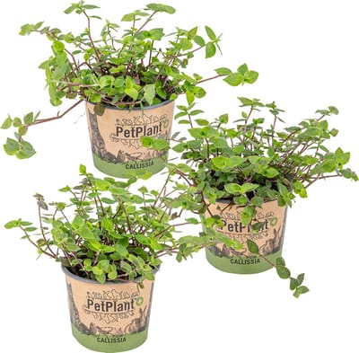 Bloomique - Set van 3 - Callisia Repens - Schildpadplant - Geschikt als Voedsel voor Dieren - Kamerplanten - Diervriendelijk - Hoogte 10-20 cm - Pot 12 cm