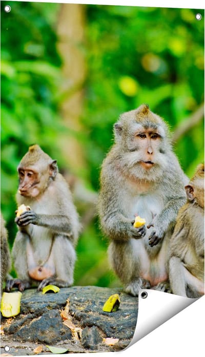 Gards Tuinposter Groep Apen Eten Bananen in het Bos - 60x90 cm - Tuindoek - Tuindecoratie - Wanddecoratie buiten - Tuinschilderij
