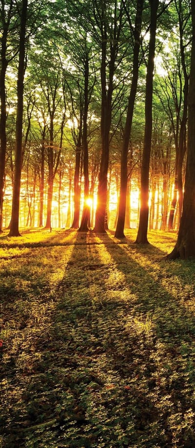 Forest Trees Beam Light Nature Photo Wallcovering