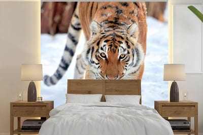 Behang - Fotobehang Tijger - Sneeuw - Dieren - Breedte 260 cm x hoogte 260 cm