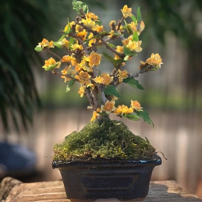 Seta Fiori - Schattig kunst bonsai boompje in originele schaal - gele roosjes - 20cm