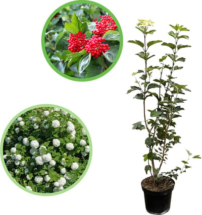 Gelderse roos 80-100 cm (in pot) - Viburnum opulus - Ø26 cm - inheemse plant - witte bloemen - rode bessen