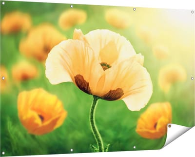 Gards Tuinposter Oranje Klaproos Bloemen - 150x100 cm - Tuindoek - Tuindecoratie - Wanddecoratie buiten - Tuinschilderij