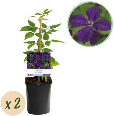 Green boutiQ - Klimplant - Clematis vit. Polish Spirit - Bloem Roze - Weinig onderhoud -2 planten - Pot 11cm Hoogte 40cm