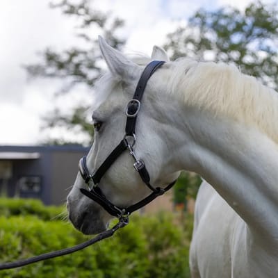 Halster voor paarden Canter Mylord