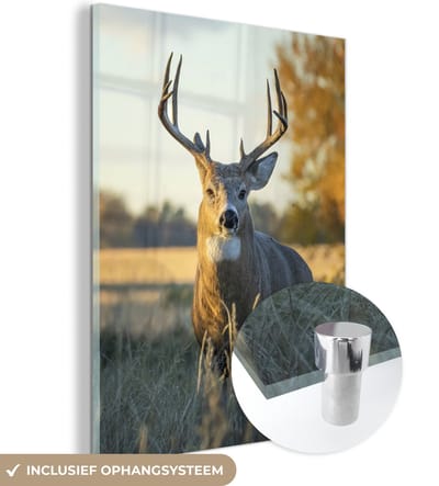 MuchoWow® Glasschilderij 90x120 cm - Schilderij acrylglas - Hert - Gras - Herfst - Gewei - Natuur - Dieren - Foto op glas - Schilderijen