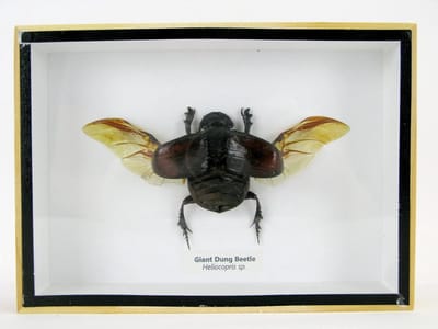 Insecten Vitrinekast - Decoratief Insect - Woonkamer Decoratie - Duurzaam Gekweekt - Houten Frame - Naturel