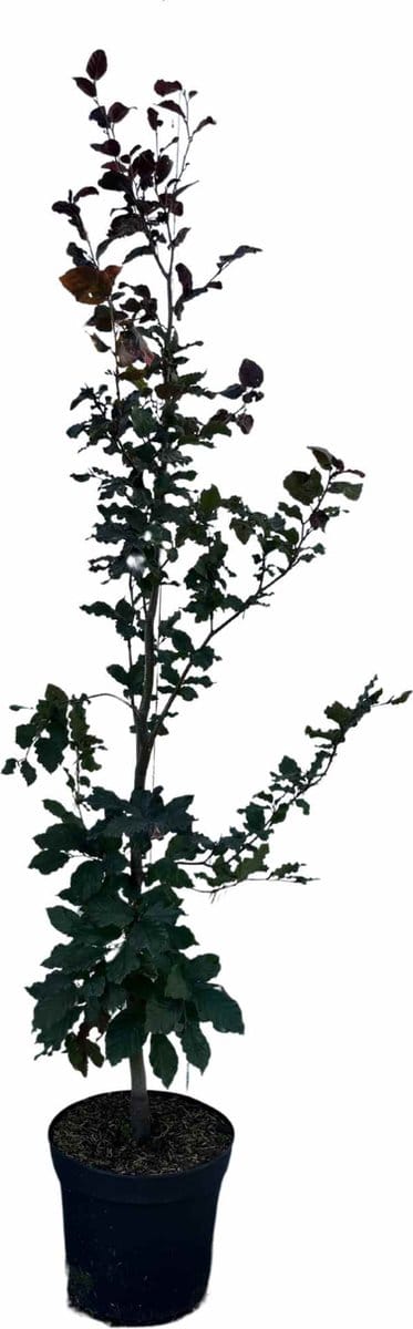 Rode beuk 125-150 cm (in pot) - Fagus syl. 'Atropunicea' - Ø26 cm - inheemse plant - meest gekozen haagplant - heel het jaar blikdicht