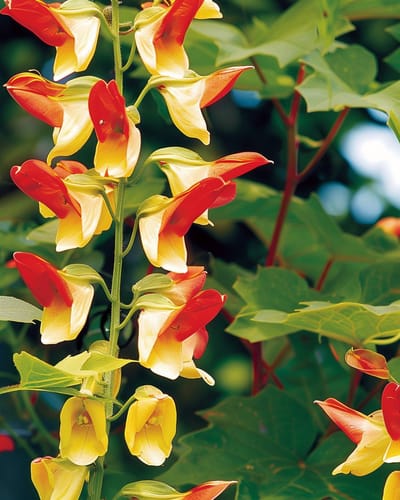 2 sets - Spaanse Vlag Zaden Ipomoea Lobata Eenjarig Klimplant