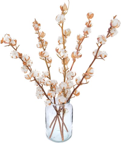 Katoentakken 10 / 12 bollen - 3 Takken - Extra Groot - Droogbloemen