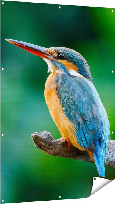 Gards Tuinposter Blauw Oranje IJsvogel op een Tak - 100x150 cm - Tuindoek - Tuindecoratie - Wanddecoratie buiten - Tuinschilderij