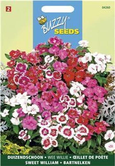 Duizendschoon Wee Willie - Dianthus barbatus