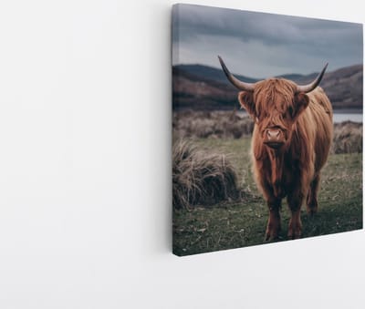 Saammp Canvas Schilderij - Schotse Hooglander Koe in de wei - Schotland - Dieren - Portret - 20x20 - Foto op canvas - Wanddecoratie - muurdecoratie Woonkamer - Slaapkamer decoratie - Canvas Print