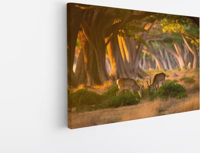 Saammp Canvas Schilderij - 2 jonge herten in zonsopgang - Natuur - Dieren - 45x30 - Foto op canvas - Wanddecoratie - Muurdecoratie Woonkamer - Slaapkamer decoratie - Canvas Print