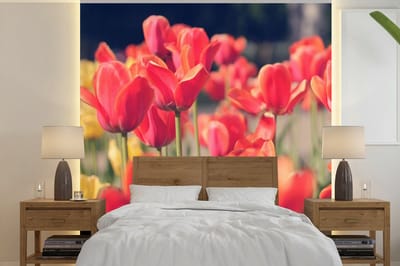 Behang - Fotobehang Tulpen - Bloemen - Natuur - Breedte 350 cm x hoogte 350 cm