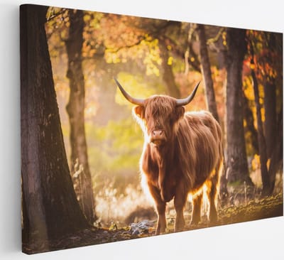 Saammp Canvas Schilderij - Schotse Hooglander Koe in de sneeuw - Dieren - Natuur - 30x20 - Foto op canvas - Wanddecoratie - muurdecoratie Woonkamer - Slaapkamer decoratie - Canvas Print