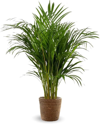Kamerpalm - Areca Lutescens Zeegras mand - Binnen planten - Luchtreiniger - 110 cm - Groen