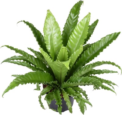 Plantenboetiek.nl | Asplenium Antiquum Osaka - Ø23cm - 50-60cm hoog - Kamerplant - Groenblijvend