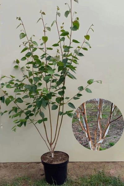Jonge Himalayaberk struik | Betula utilis 'Doorenbos' | 100-150cm hoogte Struikvorm