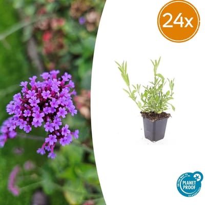 Tuinplantenshop.com | Verbena bonariensis | 24 stuks - Ø9cm - 10-25cm hoog - Tuinplant